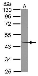 CCR3 Antibody in Western Blot (WB)