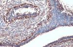 CXCR1 Antibody in Immunohistochemistry (Paraffin) (IHC (P))