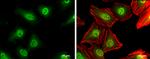 p27 Kip1 Antibody in Immunocytochemistry (ICC/IF)