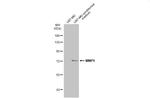 MMP9 Antibody in Western Blot (WB)