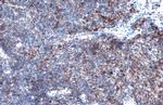 MMP9 Antibody in Immunohistochemistry (Paraffin) (IHC (P))