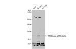 PIK3CA Antibody in Western Blot (WB)