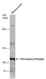 PIK3CA Antibody in Western Blot (WB)