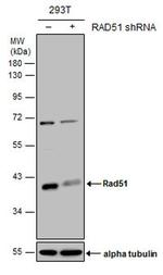 RAD51 Antibody