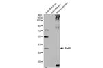 RAD51 Antibody in Western Blot (WB)