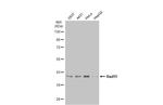 RAD51 Antibody in Western Blot (WB)