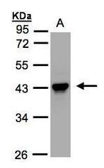 Maspin Antibody in Western Blot (WB)