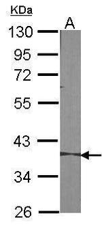 Maspin Antibody in Western Blot (WB)