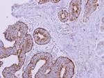 ACADM Antibody in Immunohistochemistry (Paraffin) (IHC (P))