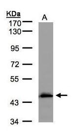 ACADM Antibody in Western Blot (WB)