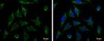 XIAP Antibody in Immunocytochemistry (ICC/IF)