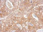 Kallikrein 2 Antibody in Immunohistochemistry (Paraffin) (IHC (P))