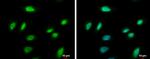 PCNA Antibody in Immunocytochemistry (ICC/IF)