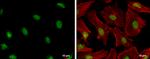 PCNA Antibody in Immunocytochemistry (ICC/IF)