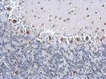 PCNA Antibody in Immunohistochemistry (Paraffin) (IHC (P))