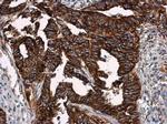 VCAM-1 Antibody in Immunohistochemistry (Paraffin) (IHC (P))