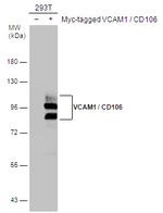 VCAM-1 Antibody in Western Blot (WB)