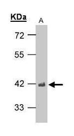 TDP-43 Antibody in Western Blot (WB)