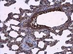 AGR3 Antibody in Immunohistochemistry (Paraffin) (IHC (P))