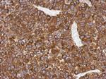 AGR3 Antibody in Immunohistochemistry (Paraffin) (IHC (P))