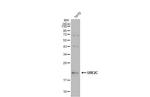 UBE2C Antibody in Western Blot (WB)