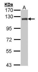 p130Cas Antibody in Western Blot (WB)