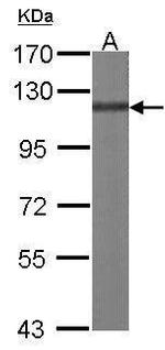 p130Cas Antibody in Western Blot (WB)