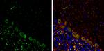 p130Cas Antibody in Immunohistochemistry (Frozen) (IHC (F))