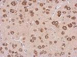 Cystatin F Antibody in Immunohistochemistry (Paraffin) (IHC (P))