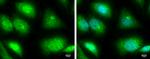 TRIM25 Antibody in Immunocytochemistry (ICC/IF)