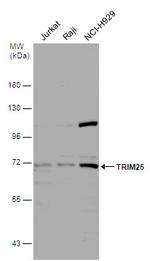 TRIM25 Antibody in Western Blot (WB)