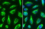 Vimentin Antibody in Immunocytochemistry (ICC/IF)