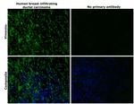 Vimentin Antibody in Immunohistochemistry (Paraffin) (IHC (P))