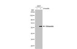 Vimentin Antibody in Western Blot (WB)