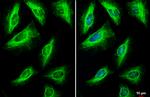 Vimentin Antibody in Immunocytochemistry (ICC/IF)