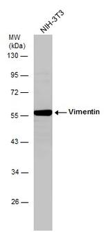 Vimentin Antibody in Western Blot (WB)