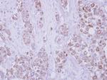 CD82 Antibody in Immunohistochemistry (Paraffin) (IHC (P))