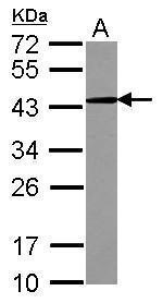 CD82 Antibody in Western Blot (WB)