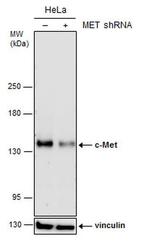 c-Met Antibody