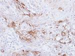 CD36 Antibody in Immunohistochemistry (Paraffin) (IHC (P))