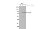 CD36 Antibody in Western Blot (WB)