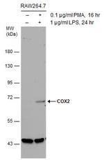 COX2 Antibody in Western Blot (WB)