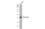 C/EBP beta Antibody in Western Blot (WB)