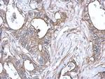 S100A10 Antibody in Immunohistochemistry (Paraffin) (IHC (P))