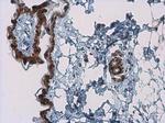 Kallikrein 7 Antibody in Immunohistochemistry (Paraffin) (IHC (P))