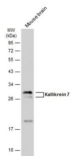 Kallikrein 7 Antibody in Western Blot (WB)