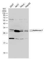 Kallikrein 7 Antibody in Western Blot (WB)