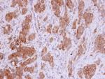 MMP12 Antibody in Immunohistochemistry (Paraffin) (IHC (P))