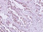 TLR9 Antibody in Immunohistochemistry (Paraffin) (IHC (P))