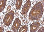 Laminin beta-1 Antibody in Immunohistochemistry (Paraffin) (IHC (P))